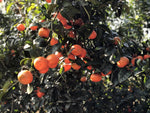 El árbol de la mandarina