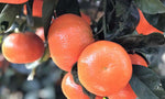 Mandarinas, el postre ideal en Navidades