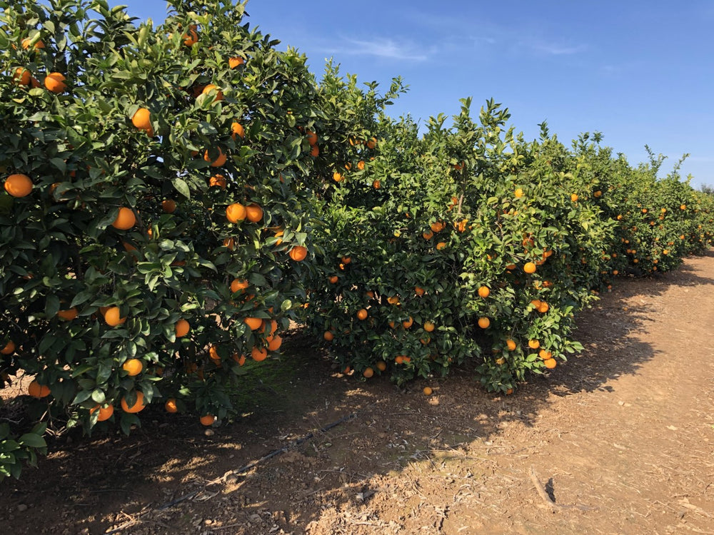 Qué diferencia a las naranjas del Valle del Guadalquivir de las naranjas de Valencia