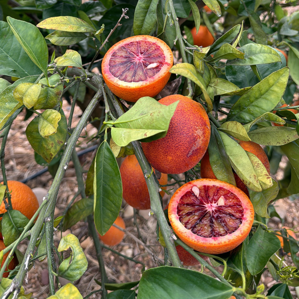 
                  
                    Naranja Sanguina
                  
                