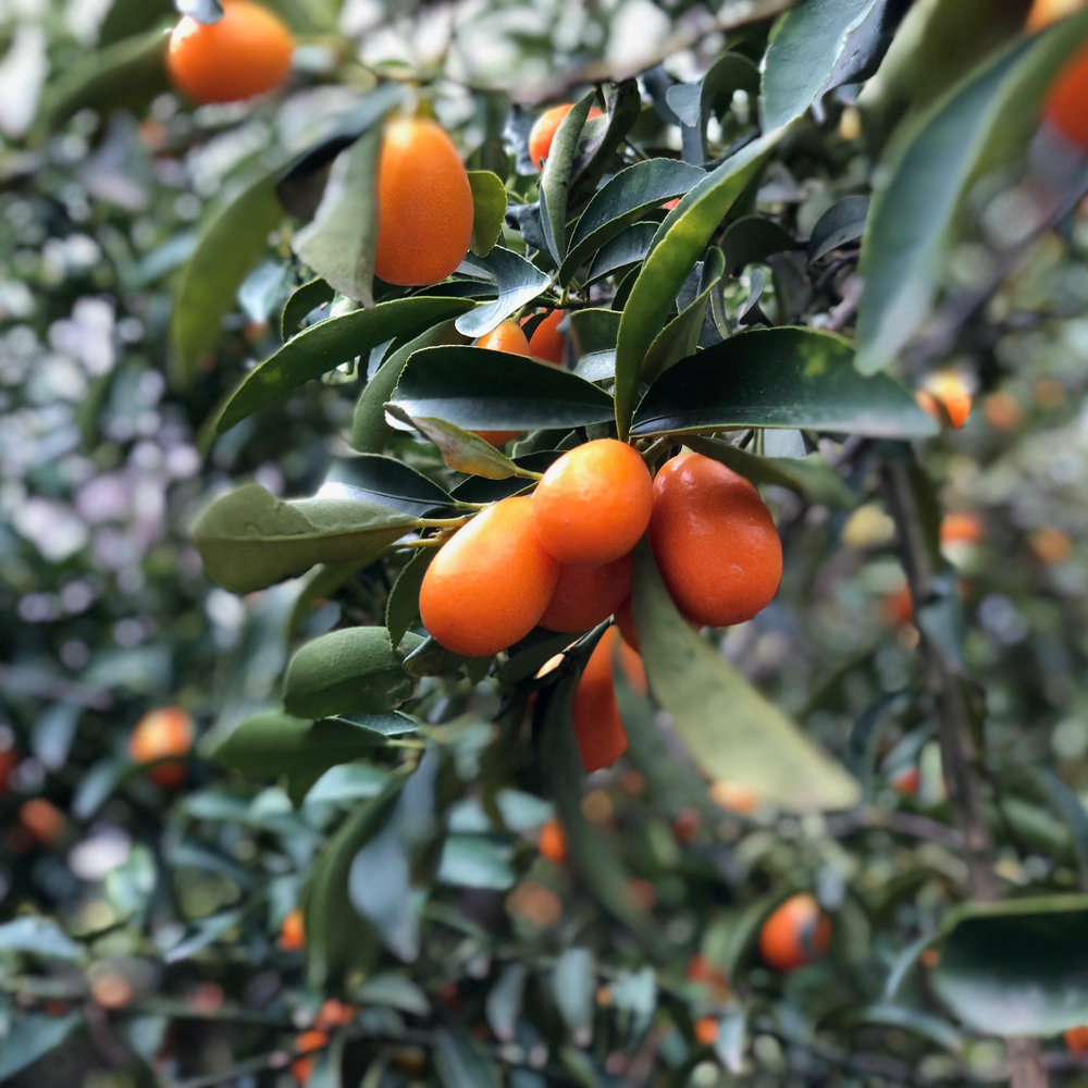 Kumquat / Naranja China